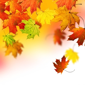 Autumn-offer-northern-ireland